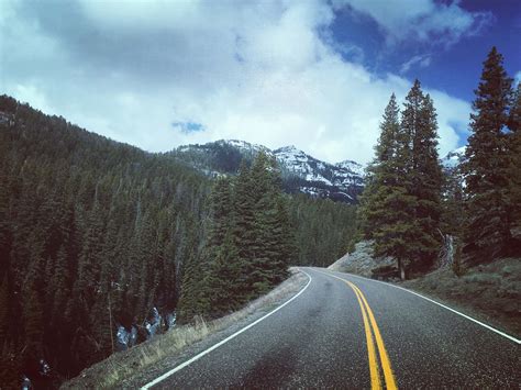 Freeway Green Pine Trees Growing Near Road During Daytime Highway Image