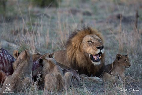 Video Male Lions And Carcass Chaos Africa Geographic