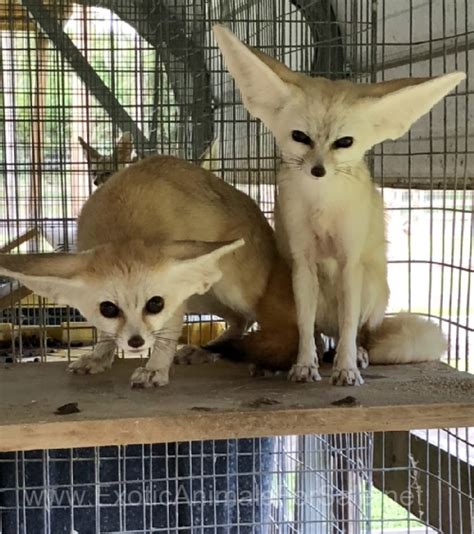 Young Breeder Fennec Fox Pairs Available For Sale