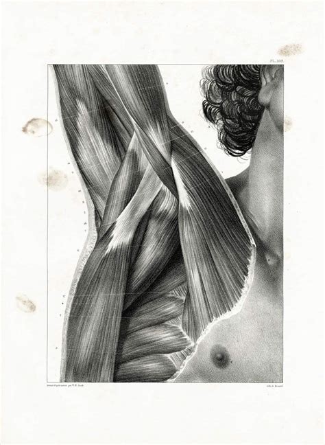1831 Xl Shoulders Muscles Print Axilla Muscles Underarmoxter Armpit