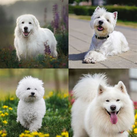 9 White Dog Breeds And How To Care For Them