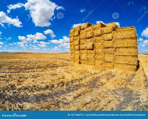 Bales Of Straw Piled Up After Harvest Stock Image Image Of Clouds