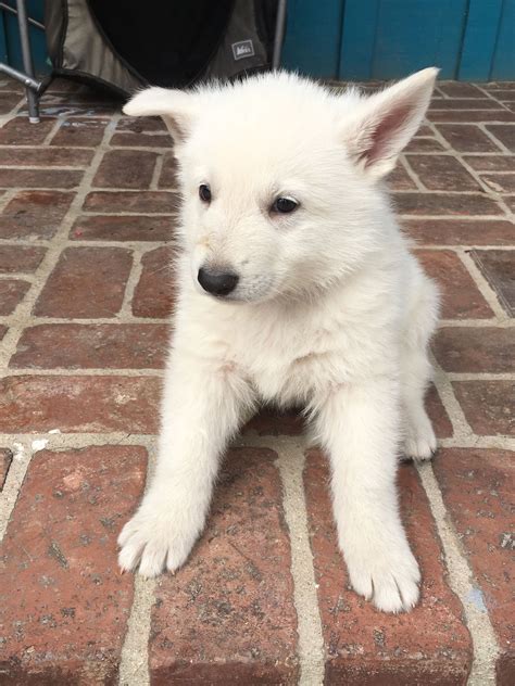 White German Shepherd Puppies For Sale In California Pets Lovers