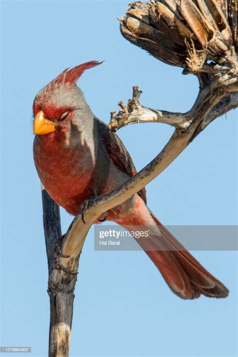 Pyrrhuloxia Male High Res Stock Photo Getty Images