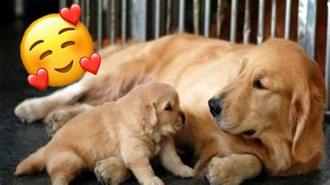 🦁 Mother Dogs Protecting Their Babies Compilation 🤣 Funny Animals