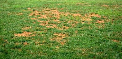 Common Grass Diseases In Lawns Ridaway Massachusetts