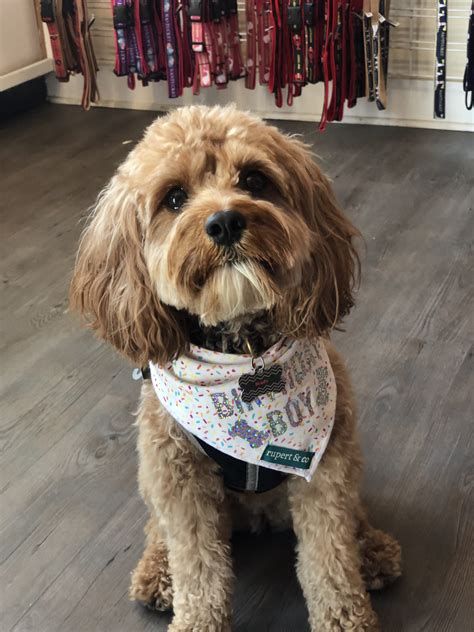 About Us – Riverside Puppies