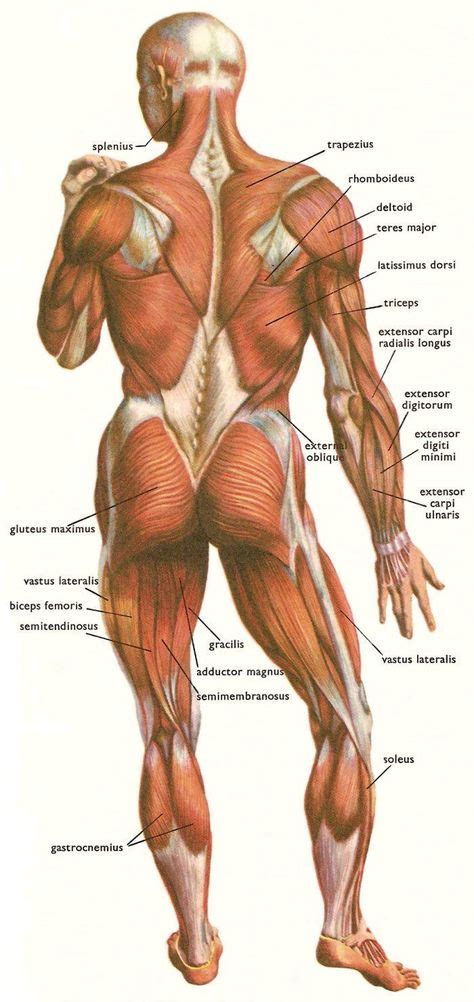 140 ideas de Aparato nervioso anatomia y fisiologia fisiología
