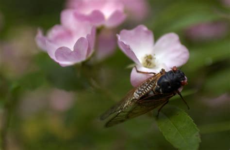 Cicada Brood To Make Return This Spring In Southern Maryland