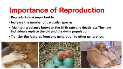 Reproduction In Animals Science For Class 4 Kids Youtube