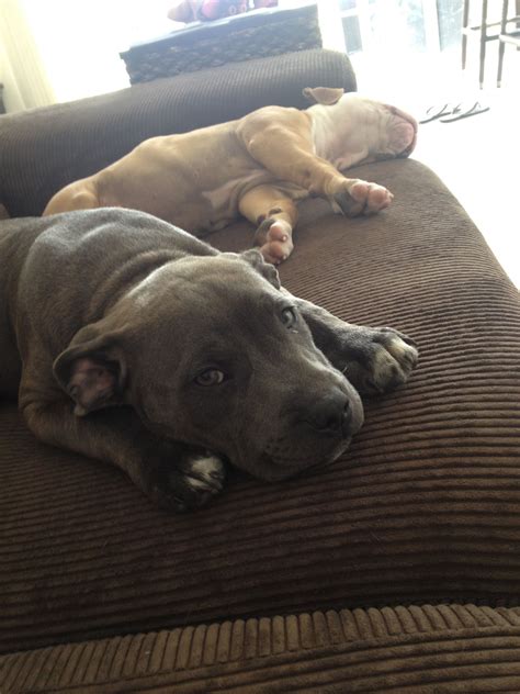 Had To Share The Couch Today Dog Life Pitbulls Animals