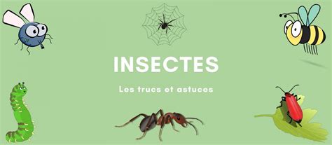 Insectes Astuces Et Répulsifs Anti Insectes