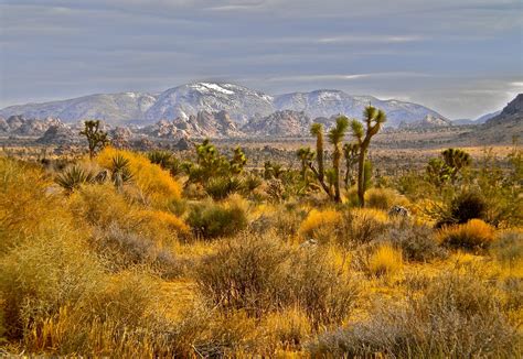 Mary Mosers Blog First Snow Of The Season In Joshua Tree