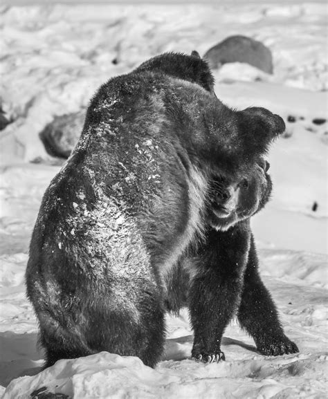 wrestling grizzly bears playing fighting yellowstone grizzly bear portraits winter snow sony a1