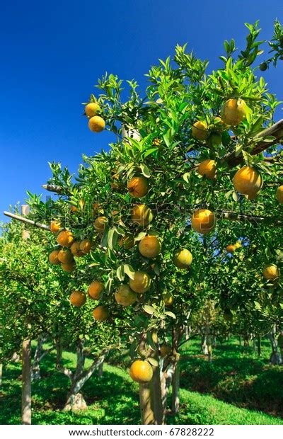 Orange Orchard Northern Thailand Stock Photo 67828222 Shutterstock