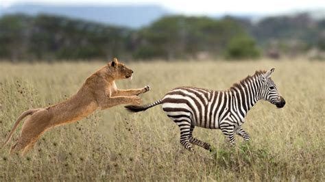 Hungry Lions Hunting Zebra In Steppe Youtube