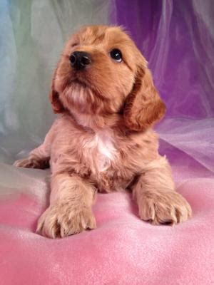 Iowa S Best Cockapoo Breeder Is Ready For Show And Tell