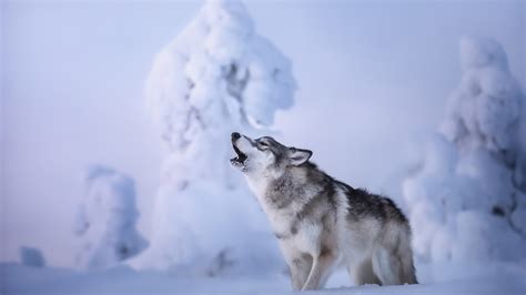Wolf Is Howling Standing On Snow In Snow Field Background Hd Wolf