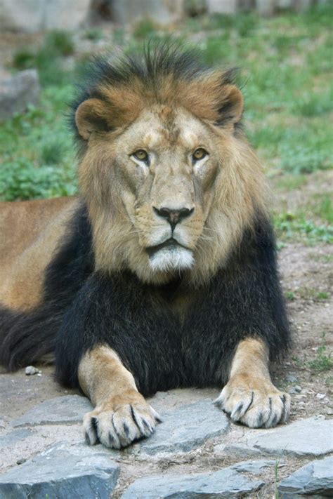 Barbary Lion Facts Habitat And Diet Discovery Uk