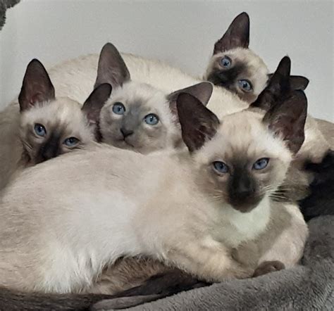 Siamese Kittens For Sale Atlanta Traditional Siamese