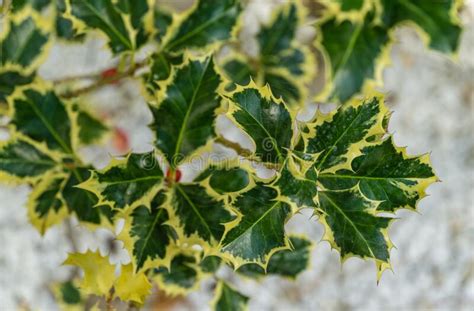 Close Up Of Graceful Acer Palmatum Dissectum On Decorative Wall With