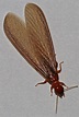 Flying Termites With Wings: Appearance & Treatment - PestSeek