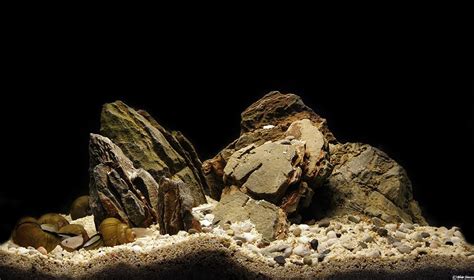 See more ideas about aquascape, planted aquarium, freshwater aquarium. Another well done Tanganyikan biotope! | Cichlid aquarium ...