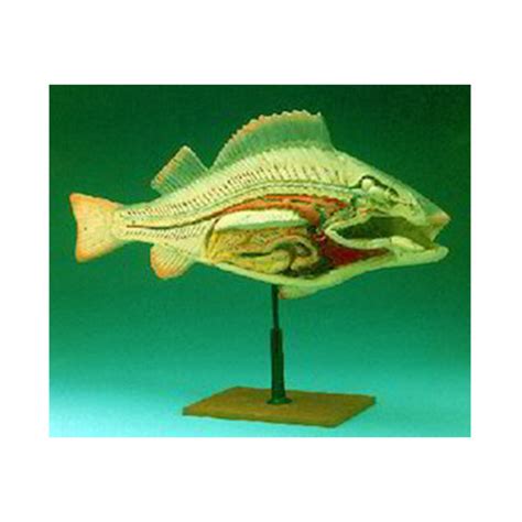 Fish Dissection Zoology Model Gv Science And Surgicals