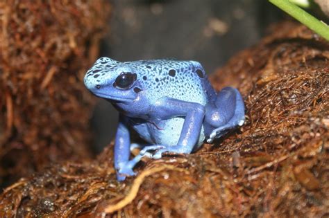 Blue Poison Dart Frog - Dendrobates tinctorius