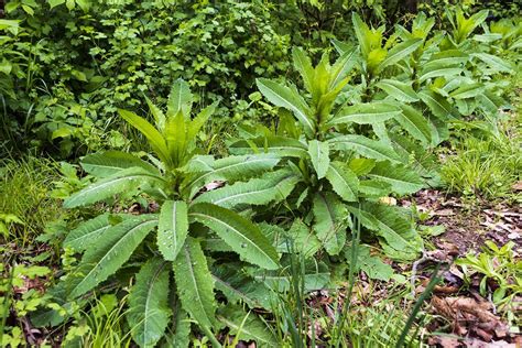 Wild Lettuce Wild Medicinal Plants Lost In The Ozarks