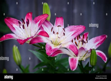 Pink And White Lily Stock Photo Alamy