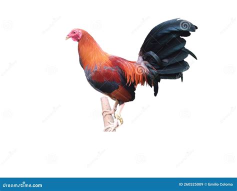 The Gamefowl Rooster Stock Image Image Of Peafowl Rooster 260525009