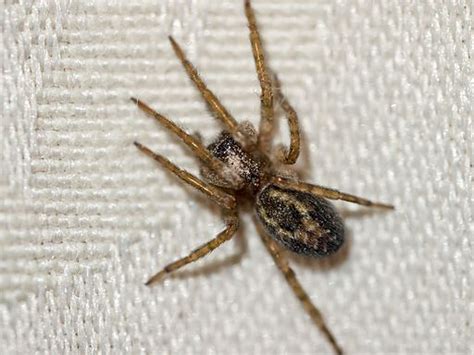 House Spiders The 10 Most Common Youll Find