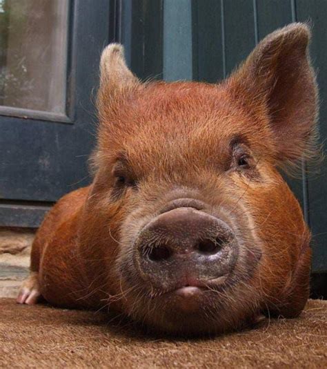 Farm Animals Cute Animals Pig Breeds Animal Noses Miniature Pigs