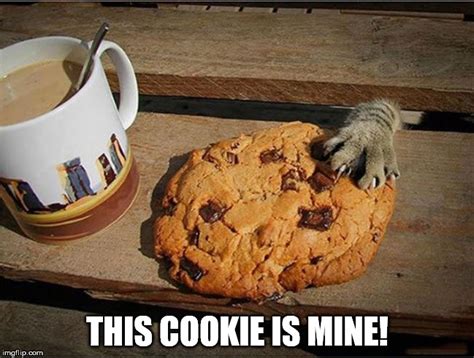 Cookie Mine Cat Imgflip