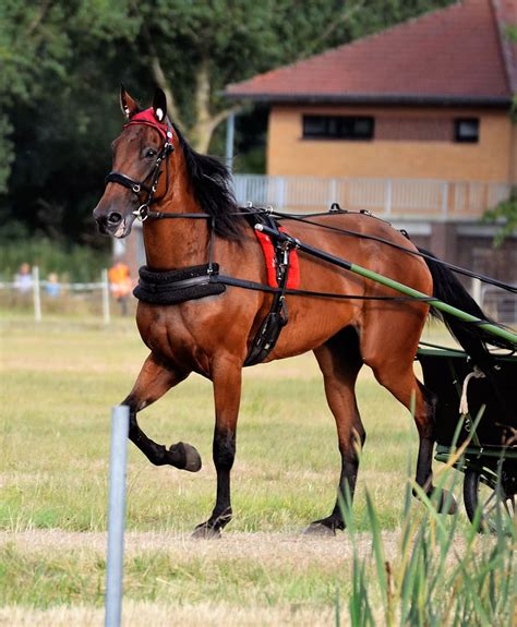 Traber Racing Sulky Jockey Trot Equestrian Horses Speed Animals