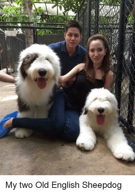 Pin By Sherrie Butler On Old English Sheepdogs In 2020 Old English