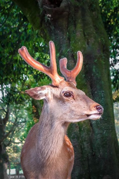 Sika Deer In Forest Stock Image Image Of Standing Buck 71888115