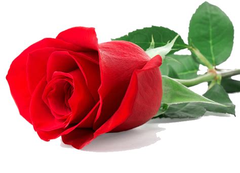 Single Red Rose Png Clipart Best