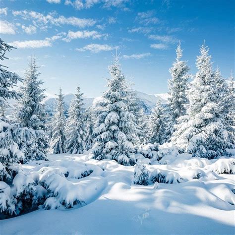 Amazon Csfoto 8 X 8ft背景for Winter Forest Landscape雪シーン写真バックドロップホワイト