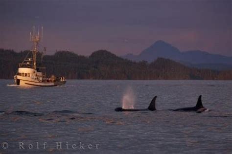Fishing Boat Whale Watching Northern Vancouver Island Photo Information