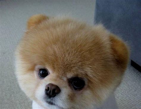 Cutest Fluffy Cute Small Dogs Cute Dog Wallpapers