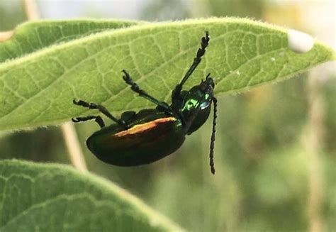 Unknown Iridescent Beetle Chrysochus Auratus Bugguidenet
