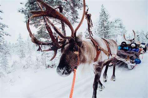 Reindeer Sleigh Ride Visit Inari Finland Lapland