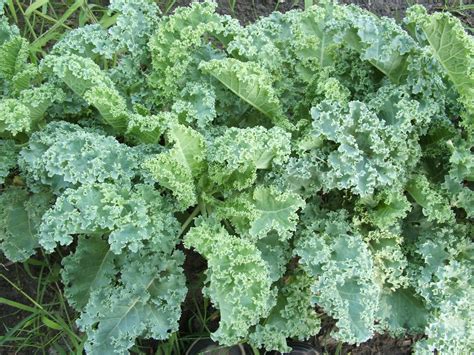 Gods Growing Garden Kale 4 Different Varieties