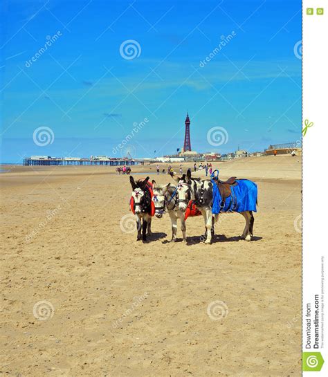 With a whole host of nickelodeon. Blackpool Beach stock photo. Image of donkey, tide, pier ...