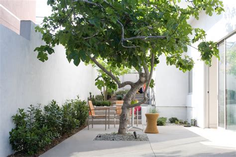 10 Of The Best Small Trees For Courtyards Houzz Au