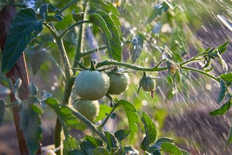 How close can you space tomato plants? Information About Watering Tomato Plants