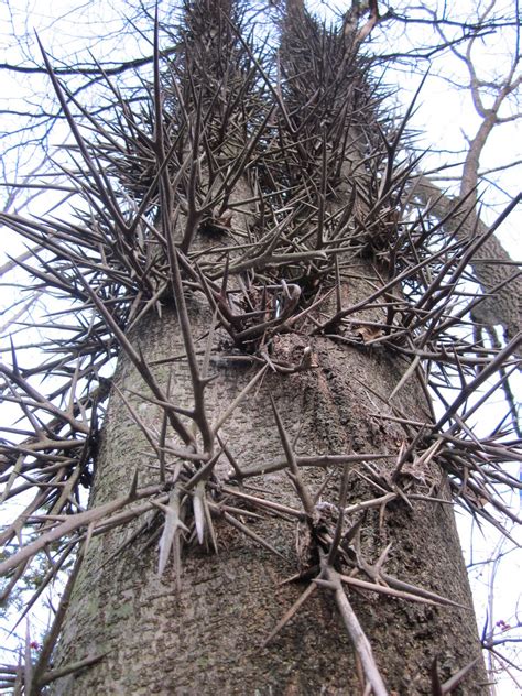 This Tree I Found Is Covered In Giant Thorns Rdamnnatureyouscary