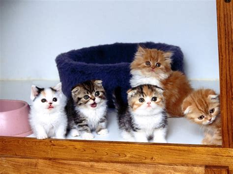 Cuttest Kittens Ever Kittens Photo 16913068 Fanpop